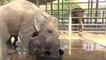 Ce petit éléphant passe le meilleur moment de sa vie à l’heure du bain