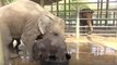 Ce petit éléphant passe le meilleur moment de sa vie à l’heure du bain