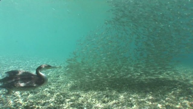 L'envoutante vidéo d'un banc de poissons qui tente d'échapper à un cormoran