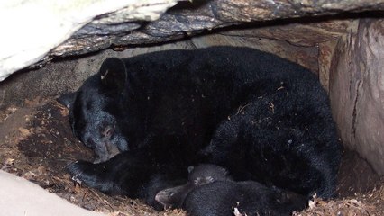 Une fascinante plongée dans la tanière d'un ours en pleine hivernation