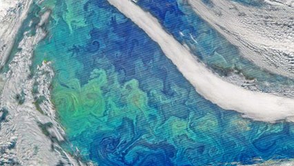 Une image exceptionnelle de la prolifération du phytoplancton vue depuis l'espace
