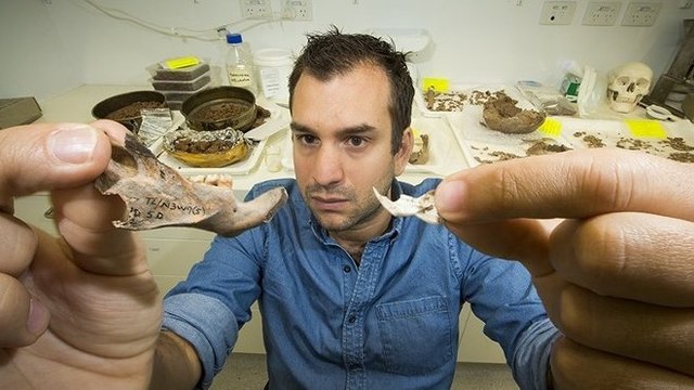 Des fossiles de rats géants retrouvés en Asie