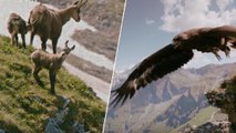 L'impressionnante attaque d'un aigle sur un chamois filmé en pleine nature