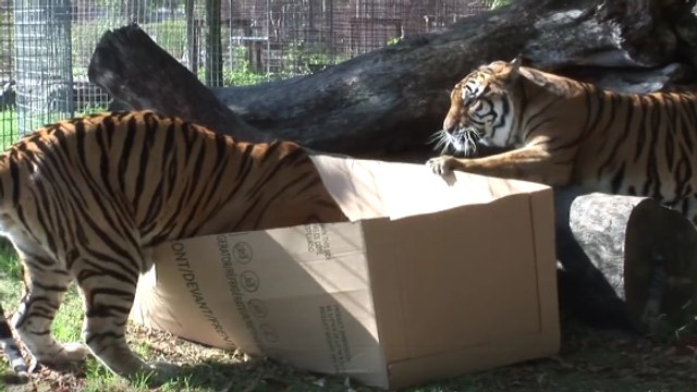 Les grands félins aiment-ils aussi les boîtes en carton ? Un refuge a tenté l'expérience