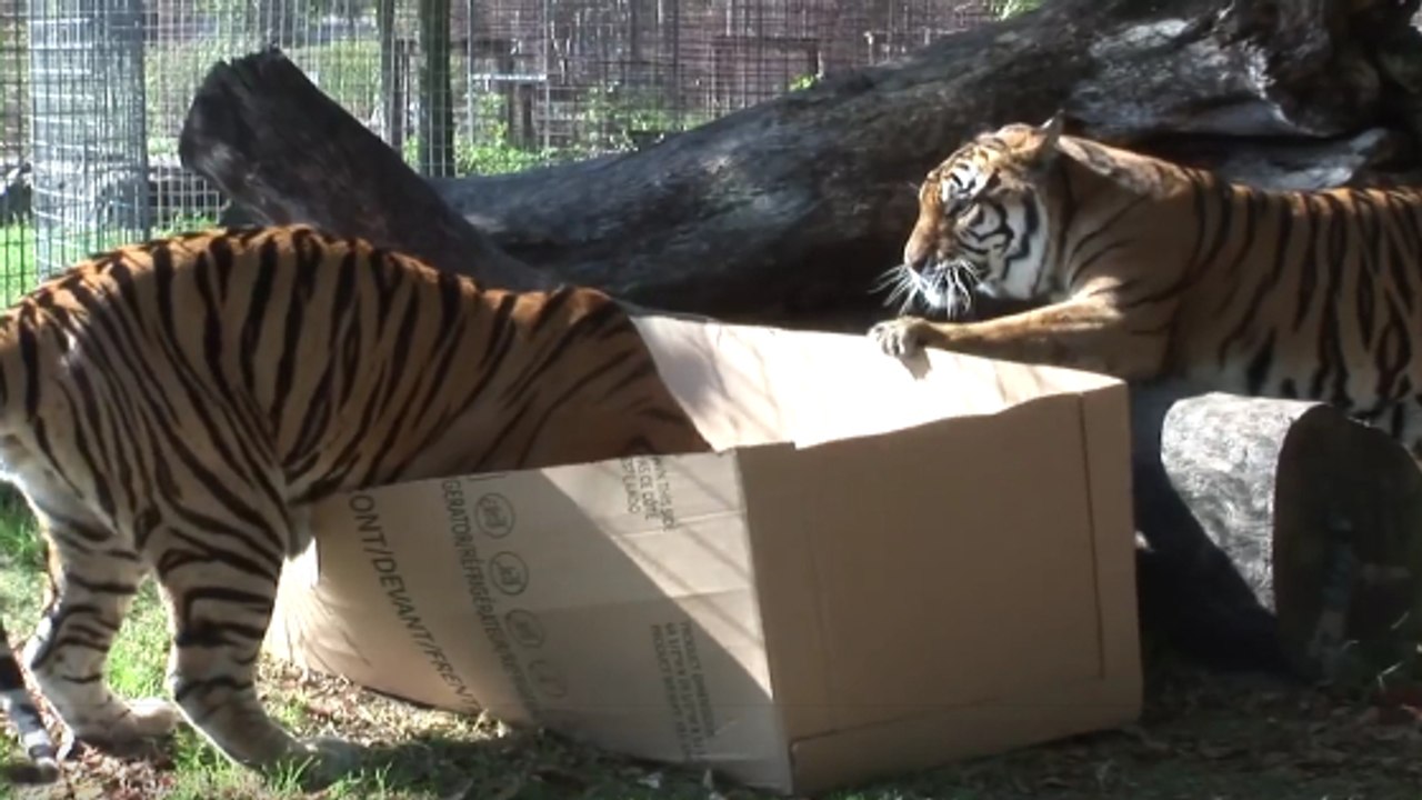Les grands félins aiment-ils aussi les boîtes en carton ? Un refuge a tenté l'expérience