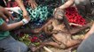 Le fantastique sauvetage d'une orang-outan et son petit agressés par des villageois à Bornéo