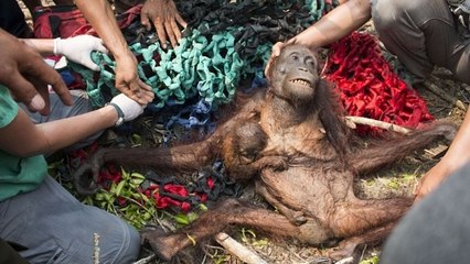 Le fantastique sauvetage d'une orang-outan et son petit agressés par des villageois à Bornéo