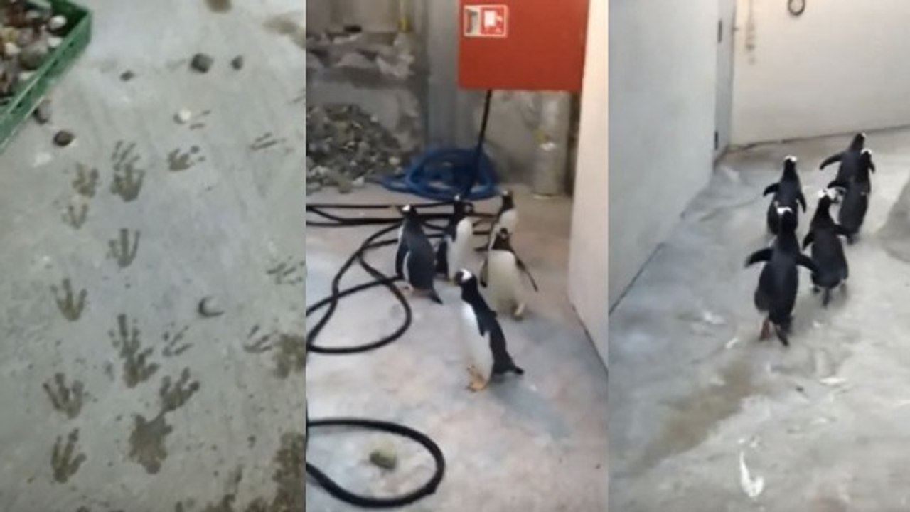 Des manchots font une tentative d'évasion dans...