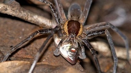 D'incroyables araignées prédatrices de poissons