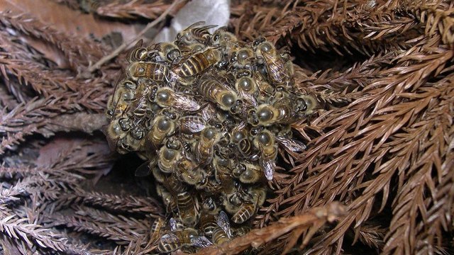 Les abeilles japonaises ont une redoutable défense contre les frelons géants
