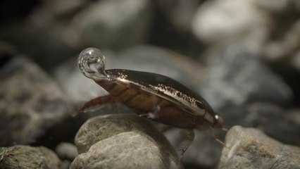 Ces incroyables insectes sont capables de respirer sous l’eau comme des plongeurs