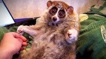 La triste vérité cachée derrière les adorables vidéos de loris paresseux