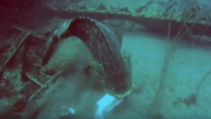 Quand des mérous goliath s’invitent à une séance de pêche au harpon