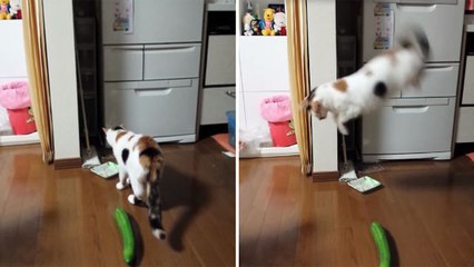 Voilà pourquoi il ne faut pas tenter d'effrayer votre chat avec un concombre