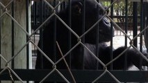 Une organisation saisit la justice pour sauver un chimpanzé victime de mauvais traitements