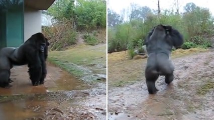 La drôle de réaction d'un gorille exposé à la pluie