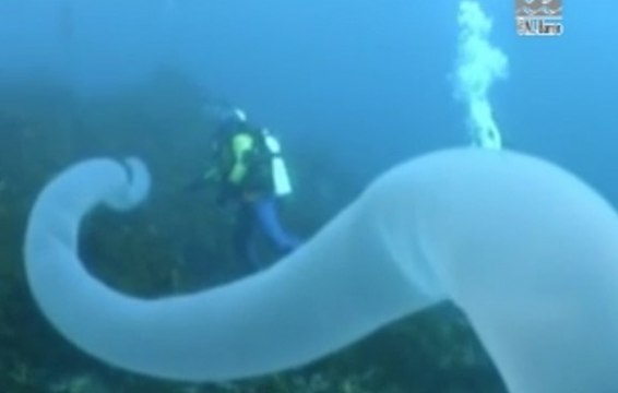 Une immense créature tentaculaire observée dans les fonds marins