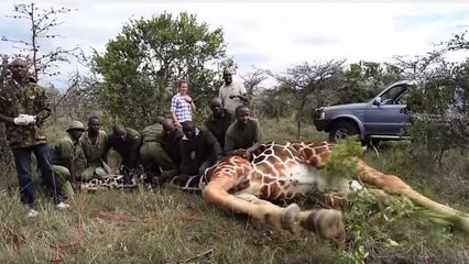 Le délicat sauvetage d’une girafe filmé au Kenya