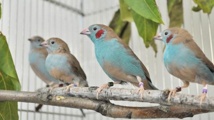 L'incroyable parade nuptiale de l’oiseau danseur de claquettes