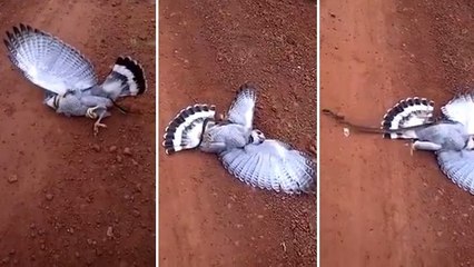 Des Brésiliens sauvent un rapace attaqué par un serpent