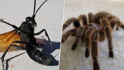 Un combat spectaculaire entre une guêpe et une mygale filmé en pleine nature