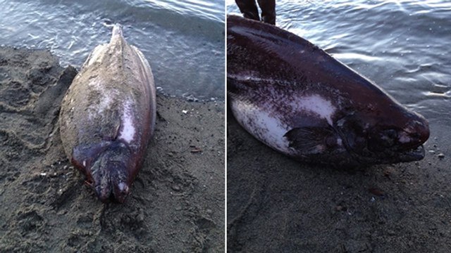 Un étrange poisson découvert échoué sur les côtes de l'Alaska