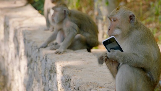 L'incroyable stratégie de ces petits singes qui volent les touristes