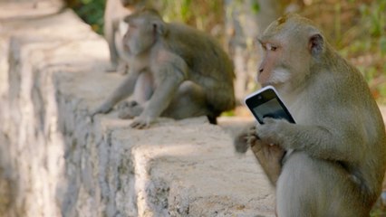 L'incroyable stratégie de ces petits singes qui volent les touristes
