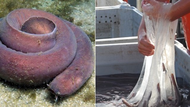 La myxine, une incroyable créature qui fabrique du slime pour échapper à ces prédateurs