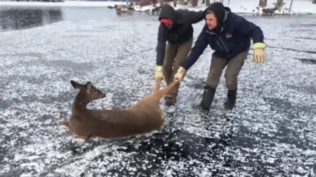 Le périlleux sauvetage d’un chevreuil coincé au milieu d’un lac gelé