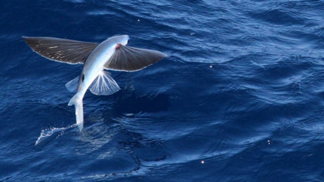 La fascinante vidéo d'un poisson volant qui tente d'échapper à ses prédateurs