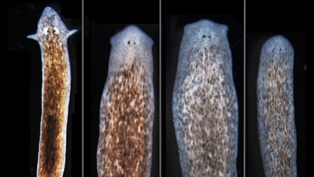 Des scientifiques parviennent à faire repousser des têtes différentes sur les corps de vers