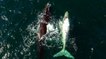 Une jeune baleine albinos filmée par un drone en Afrique du Sud