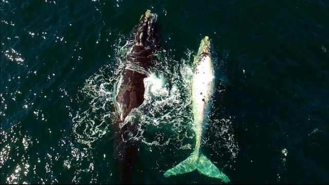 Une jeune baleine albinos filmée par un drone en Afrique du Sud