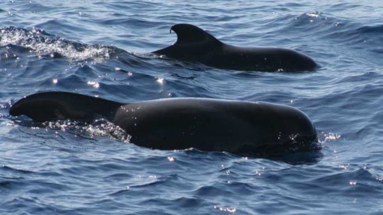 La surprenante histoire des globicéphales retrouvés échoués sur une plage aux Pays-Bas