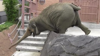 L'étonnante stratégie utilisée par les éléphants pour atteindre de la nourriture inaccessible