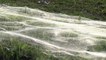 Une impressionnante invasion d’araignées surprend un quartier du Tennessee