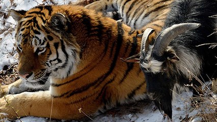 L'amitié improbable entre un tigre et la chèvre qui devait lui servir de repas