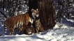 Une tigresse réintroduite en Sibérie donne naissance à deux petits