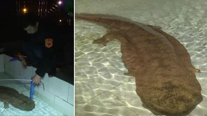 Une rarissime salamandre géante découverte dans une grotte en Chine