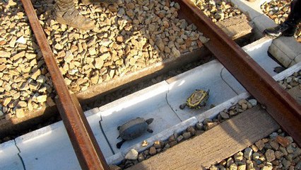 Japon : un système pour aider les tortues à traverser les voies ferrées