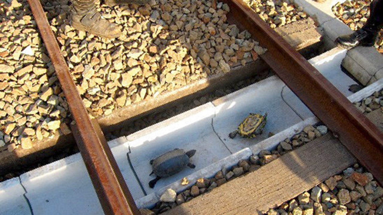 Japon : un système pour aider les tortues à traverser les voies ferrées