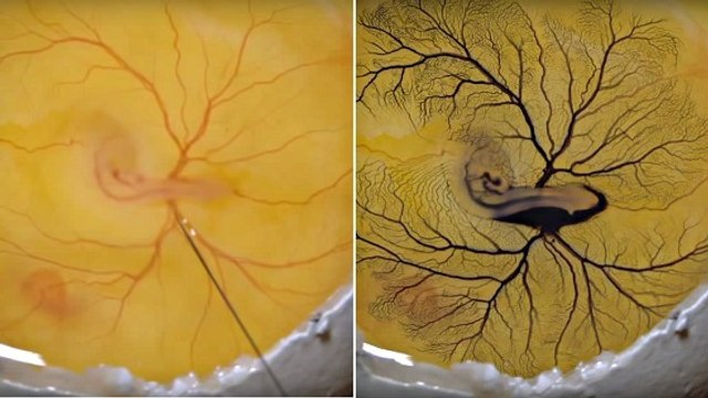 La fascinante expérience de l'encre injectée dans l'oeuf d'un embryon