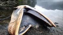 Plus de 300 baleines retrouvées mortes échouées dans un fjord en Patagonie