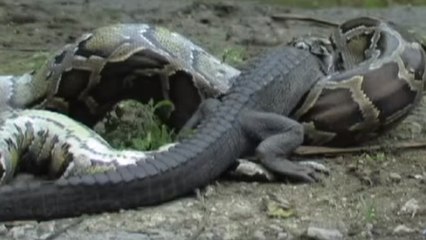 Un python filmé engloutissant un alligator en pleine nature