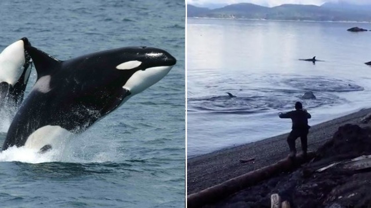 Des orques observées en train de se masser sur des galets près d’une plage