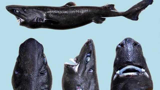 Le requin lanterne ninja, une espèce étonnante découverte dans les profondeurs du Pacifique