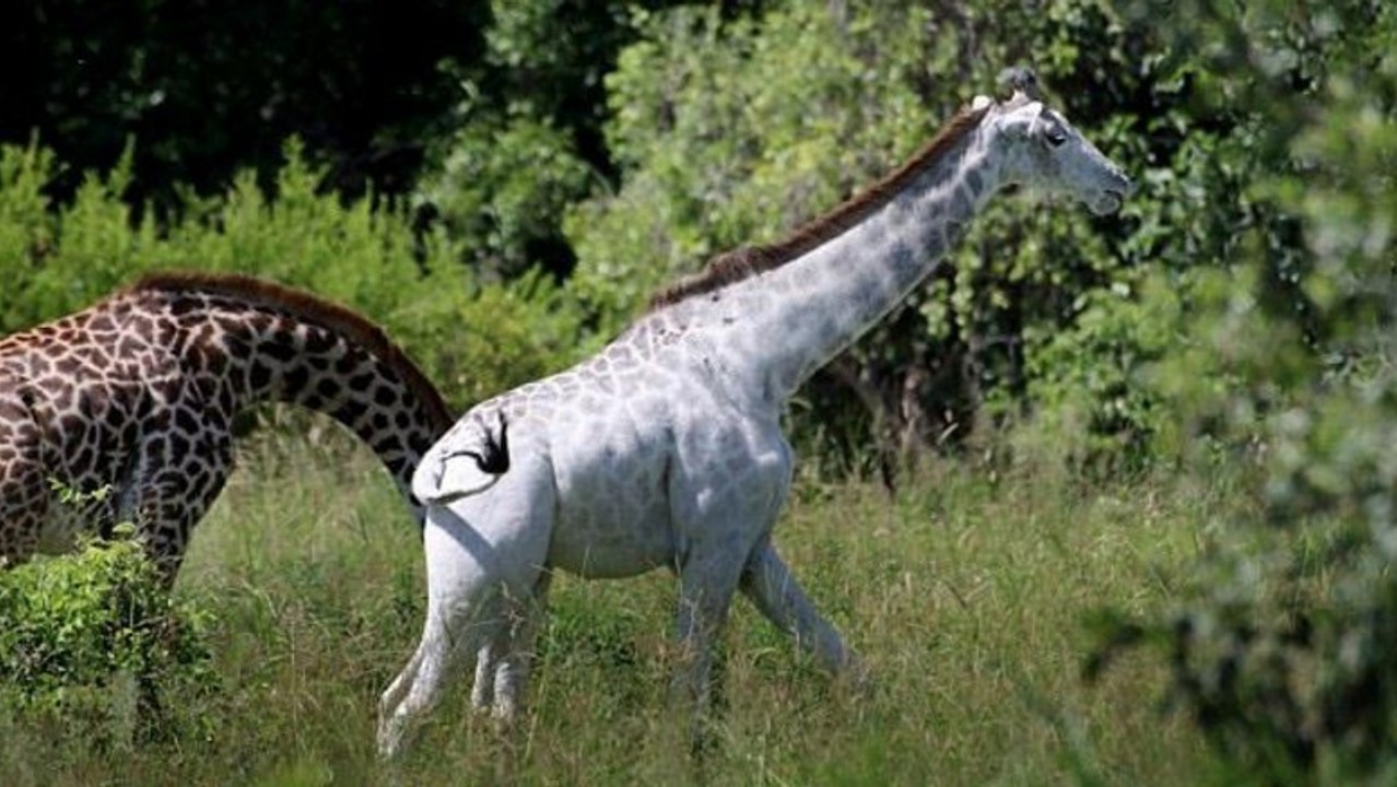 Une girafe blanche extrêmement rare observée en Tanzanie