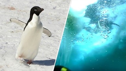 Découvrez la vie sous la banquise à travers les yeux d'un manchot