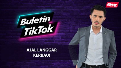 Ajal langgar kerbau!